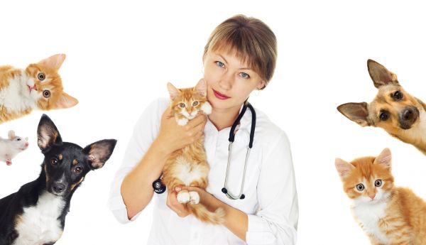 Lewes Pets