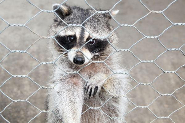 Lewes Wildlife Removal