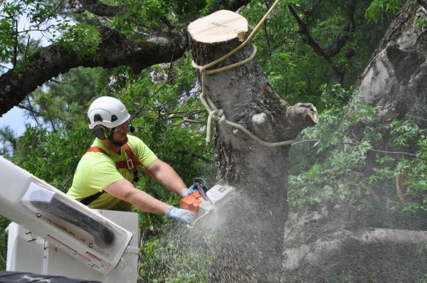 Lewes Tree Trimming