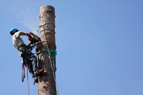 Lewes Tree Removal