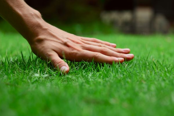 Lewes Lawn Treatment